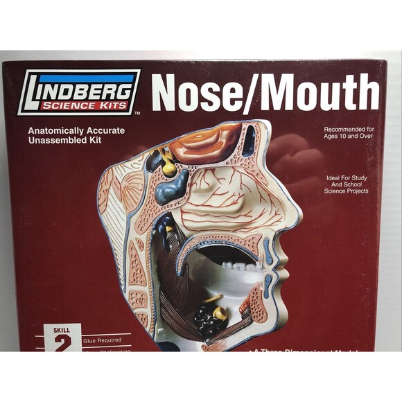 Nose Mouth Model Kit STEM Ages 10+ Lindberg Made in USA - Picture 6 of 10